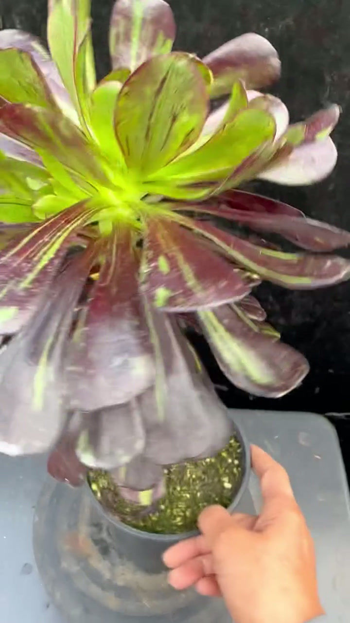 Thumbnail: 3 ON SALE-AEONIUM-UNIQUE 11-ZWARTKOP BIGBANG VARIEGATED