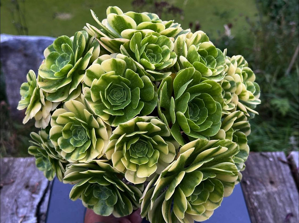 Thumbnail: AEONIUM-UNIQUE 1-COLORFUL GLAZE VARIEGATED