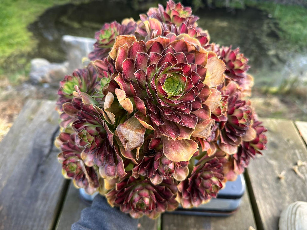 UNIQUE 11-PINK WITCH YELLOW MIDDLE VARIEGATED