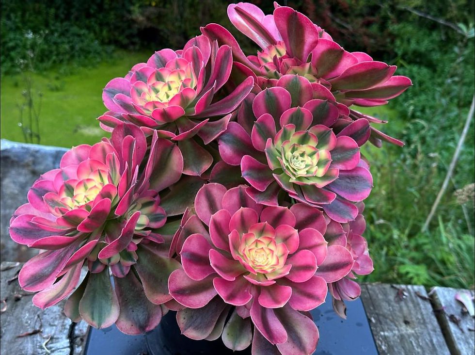 Thumbnail: AEONIUM-UNIQUE 62-PRINCESS VARIEGATED