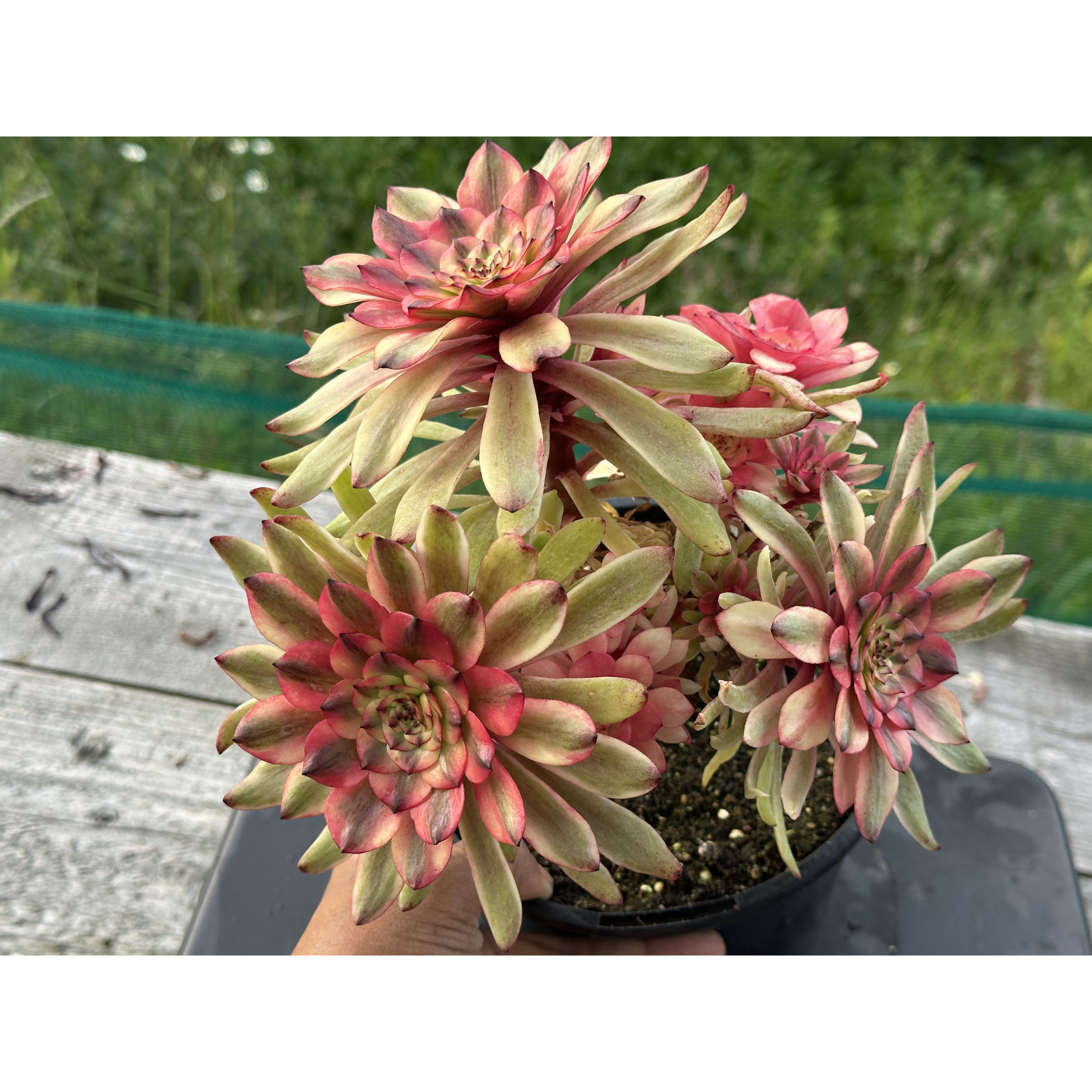 17 ON SALE-AEONIUM-UNIQUE 13-OIL PAINTING GIRL VARIEGATED