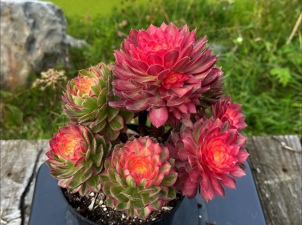 Thumbnail: AEONIUM-UNIQUE 17-KALEIDOSCOPE  VARIEGATED
