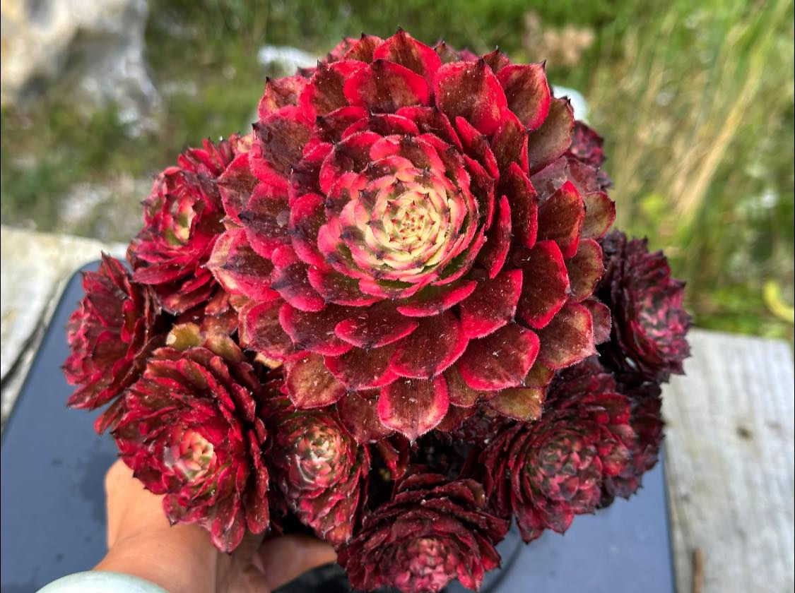 AEONIUM-UNIQUE 3-JIYUE VARIEGATED