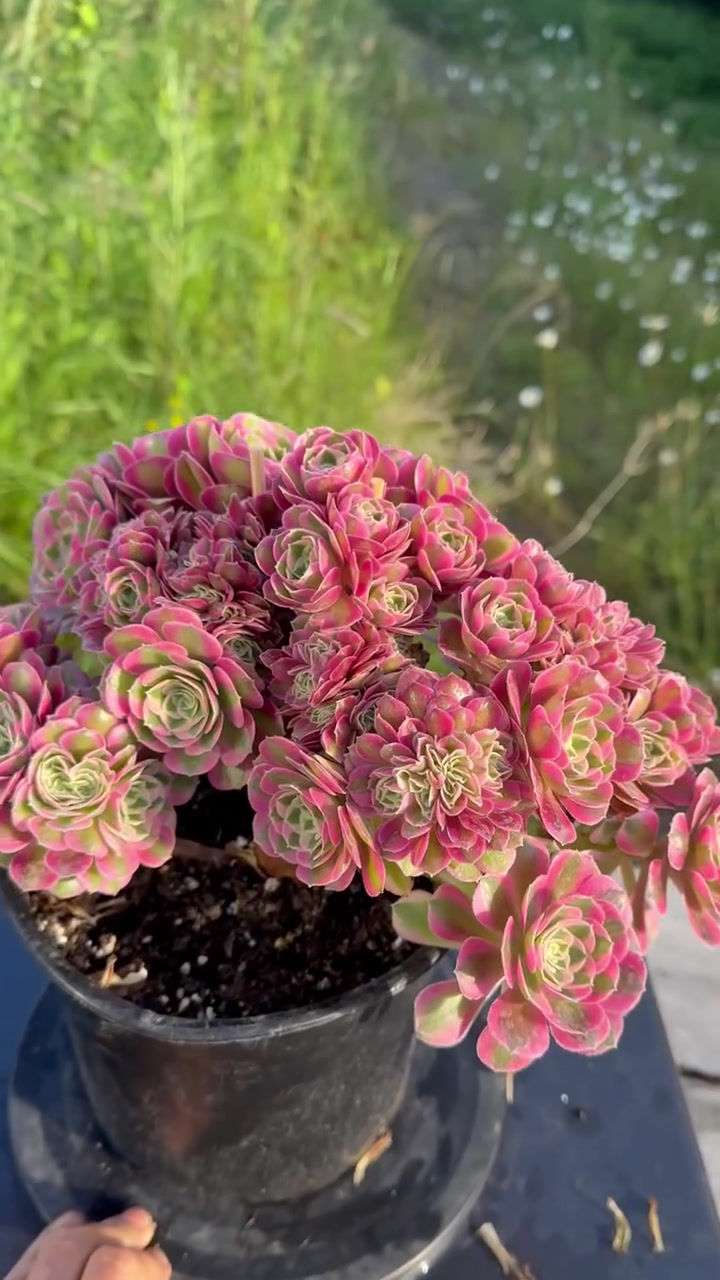 Thumbnail: AEONIUM-UNIQUE 65-PINK WITCH VARIEGATED CRESTED