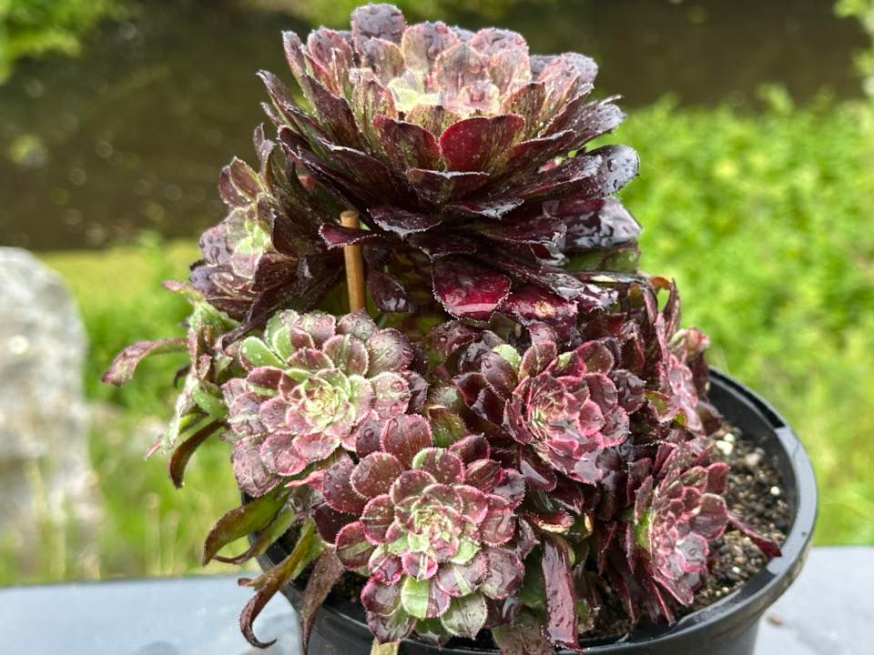 Thumbnail: AEONIUM-UNIQUE 1-MORANDI VARIEGATED