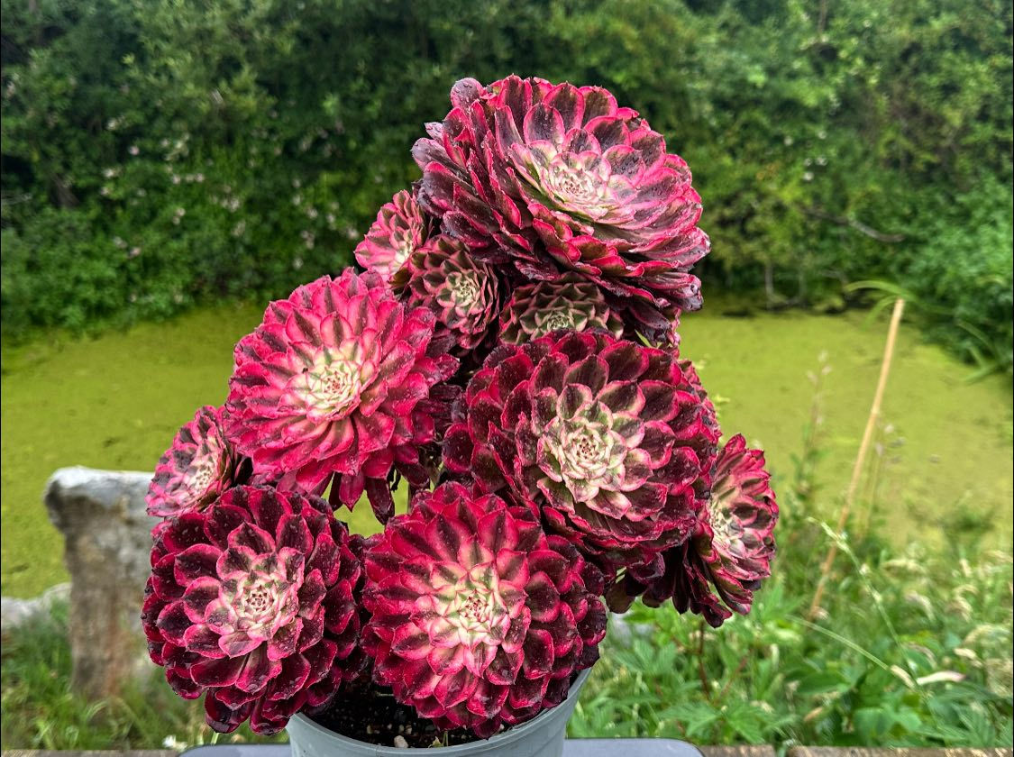 AEONIUM-UNIQUE 2-ENAMEL VARIEGATED