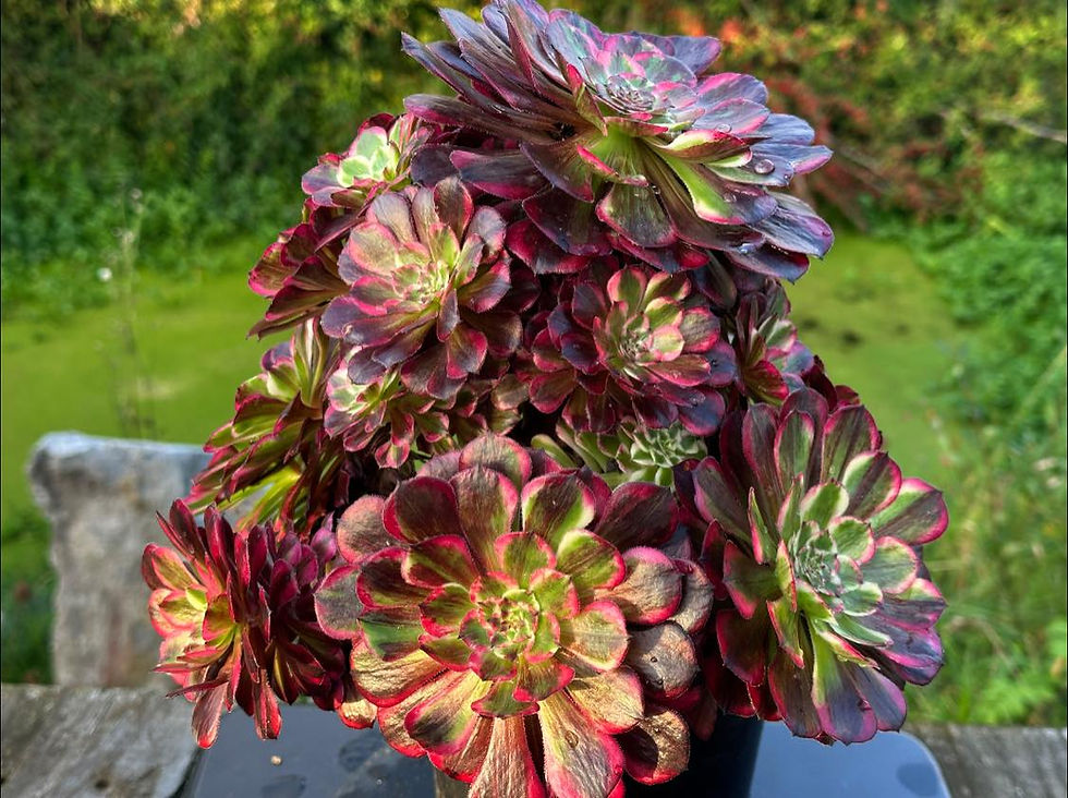 Thumbnail: AEONIUM-UNIQUE 4-FLUSH VARIEGATED