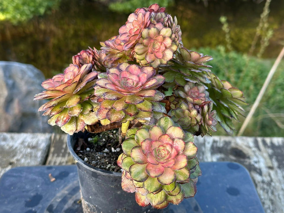 Thumbnail: AEONIUM-UNIQUE 6-CLEAR STREAMS HALLOWEEN VARIEGATED (LIGHT AND SHADOW)