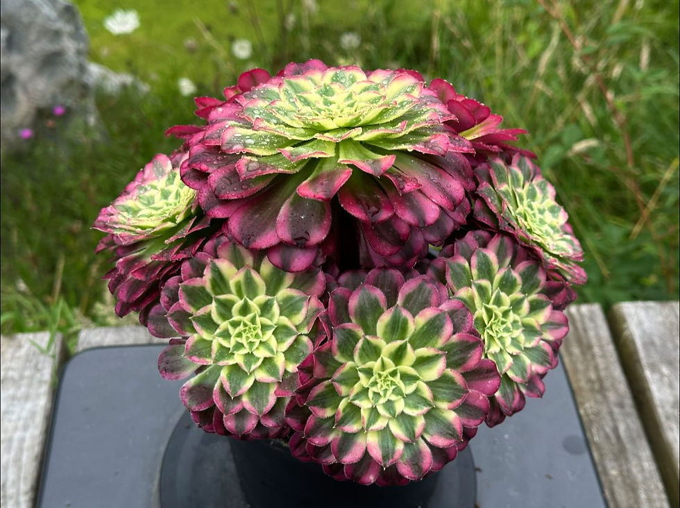 Thumbnail: AEONIUM-UNIQUE 14-TIANHE VARIEGATED