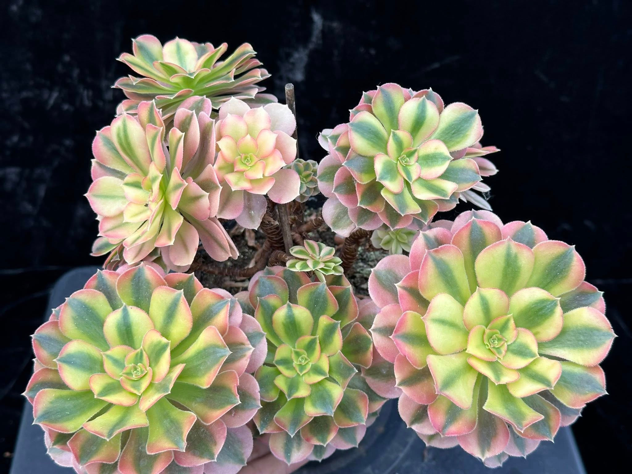 3 ON SALE-AEONIUM-UNIQUE 33-VARNA VARIEGATED