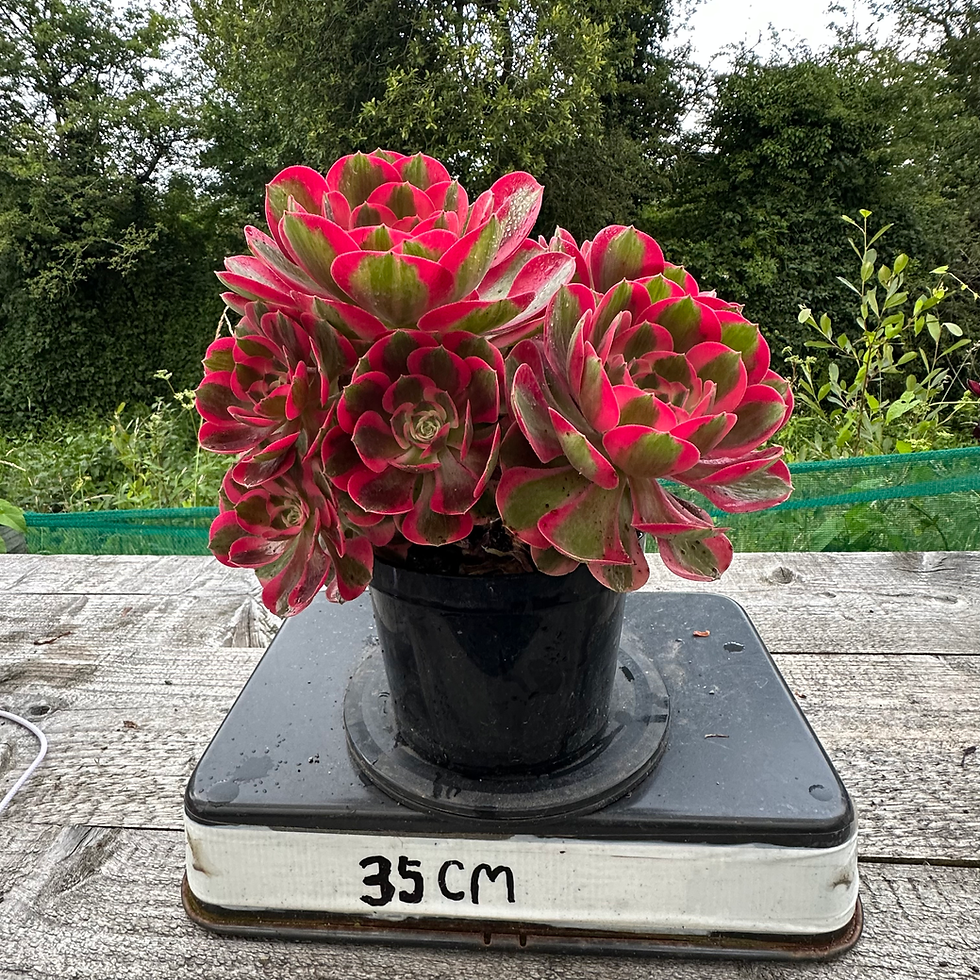 Thumbnail: AEONIUM-UNIQUE 15-PINK LADY VARIEGATED
