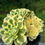 Thumbnail: AEONIUM-UNIQUE 15-GREEN MEDUSA VARIEGATED