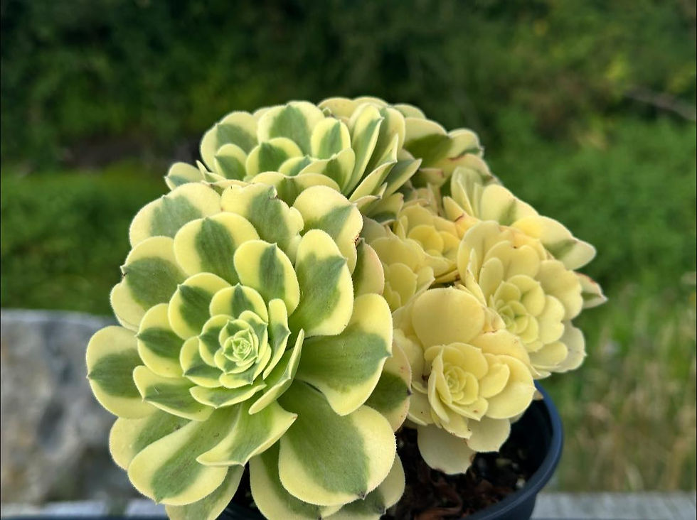 Thumbnail: AEONIUM-UNIQUE 15-GREEN MEDUSA VARIEGATED