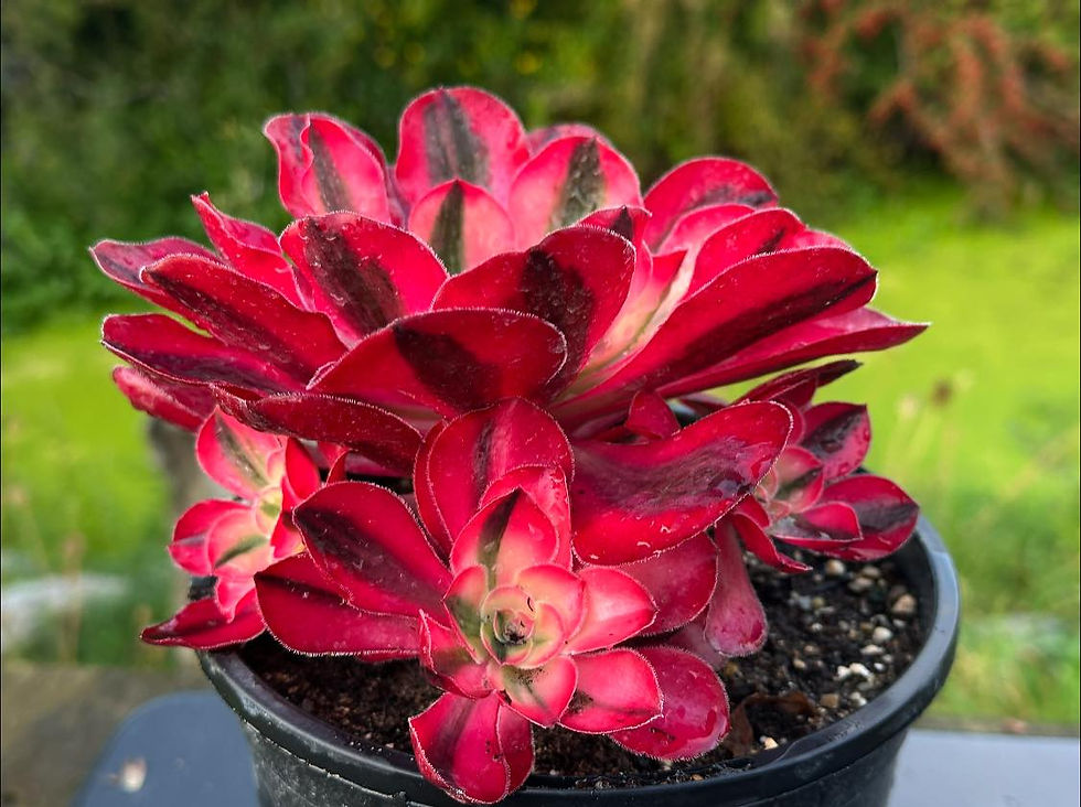 Thumbnail: AEONIUM-UNIQUE 16-NEW ALICE VARIEGATED