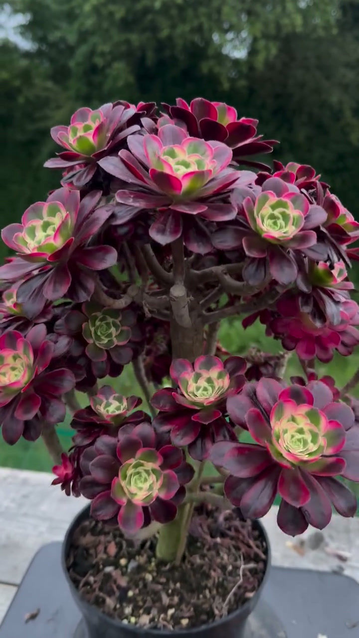 Thumbnail: 16 ON SALE-AEONIUM-UNIQUE 51-LINA VARIEGATED MOTHER PLANT