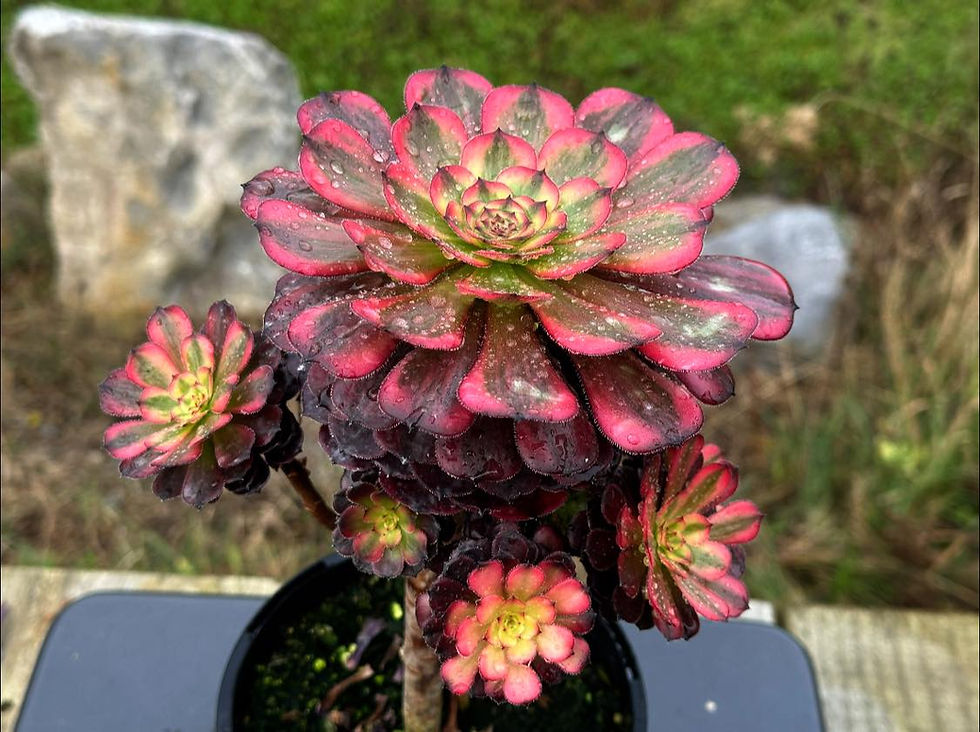 Thumbnail: AEONIUM-UNIQUE 4-BLACK TEA VARIEGATED