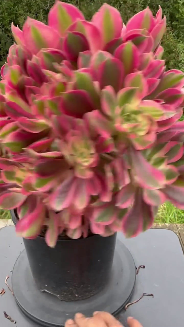Thumbnail: AEONIUM-UNIQUE 22-MOON FAIRY VARIEGATED