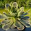 Thumbnail: AEONIUM-CINDERALLA VARIEGATED-S