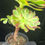 Thumbnail: 2 ON SALE-AEONIUM-UNIQUE 11-GREEN VOODOOVARIEGATED