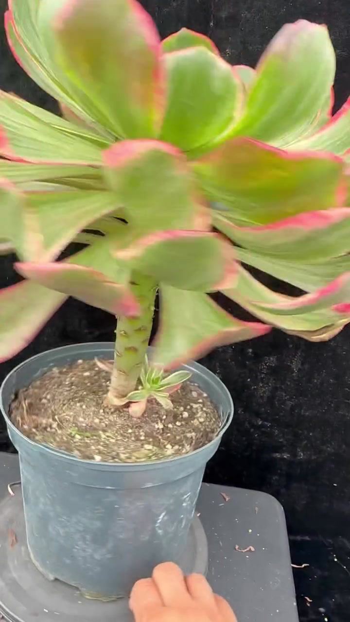Thumbnail: 1 ON SALE-AEONIUM-UNIQUE 10-DEVIL'S EYE (GRAY VOODOO) VARIEGATED