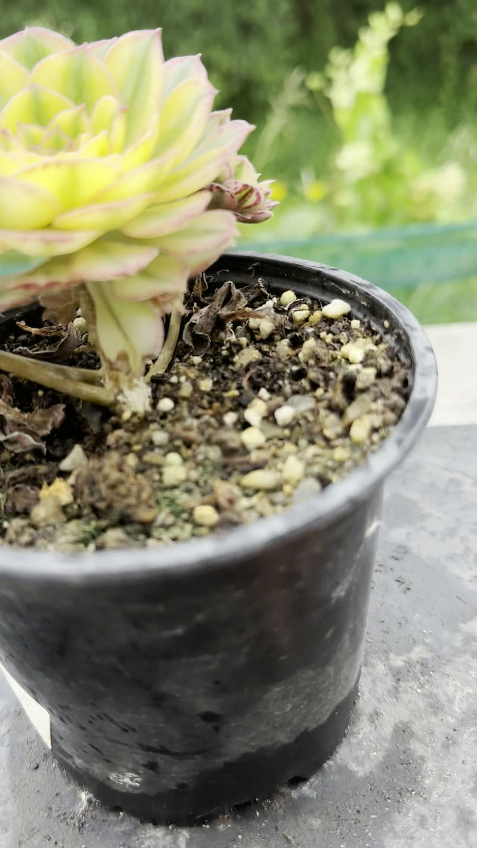 Thumbnail: 21 ON SALE-AEONIUM-UNIQUE 19-SUN GOD VARIEGATED