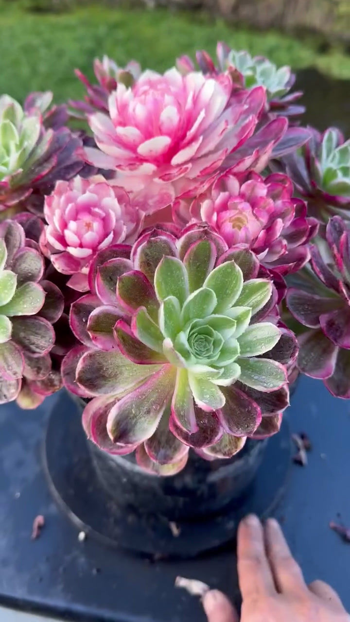 Thumbnail: AEONIUM-UNIQUE 10-PEACOCK FEATHER VARIEGATED