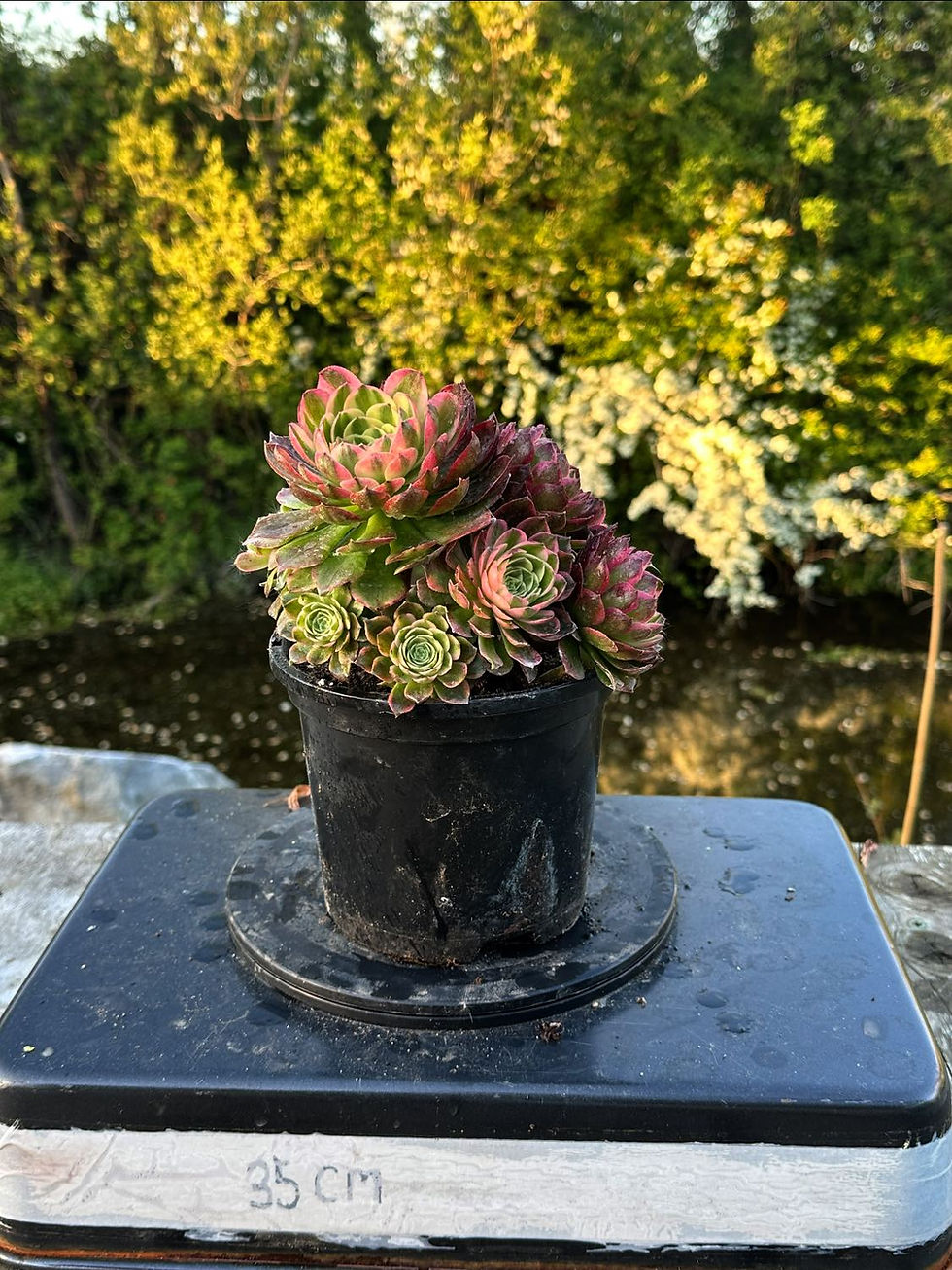 Thumbnail: AEONIUM-UNIQUE 10-NEPTUNE VARIEGATED