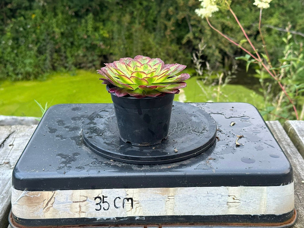 Thumbnail: AEONIUM-BLUEBIRD VARIEGATED-B