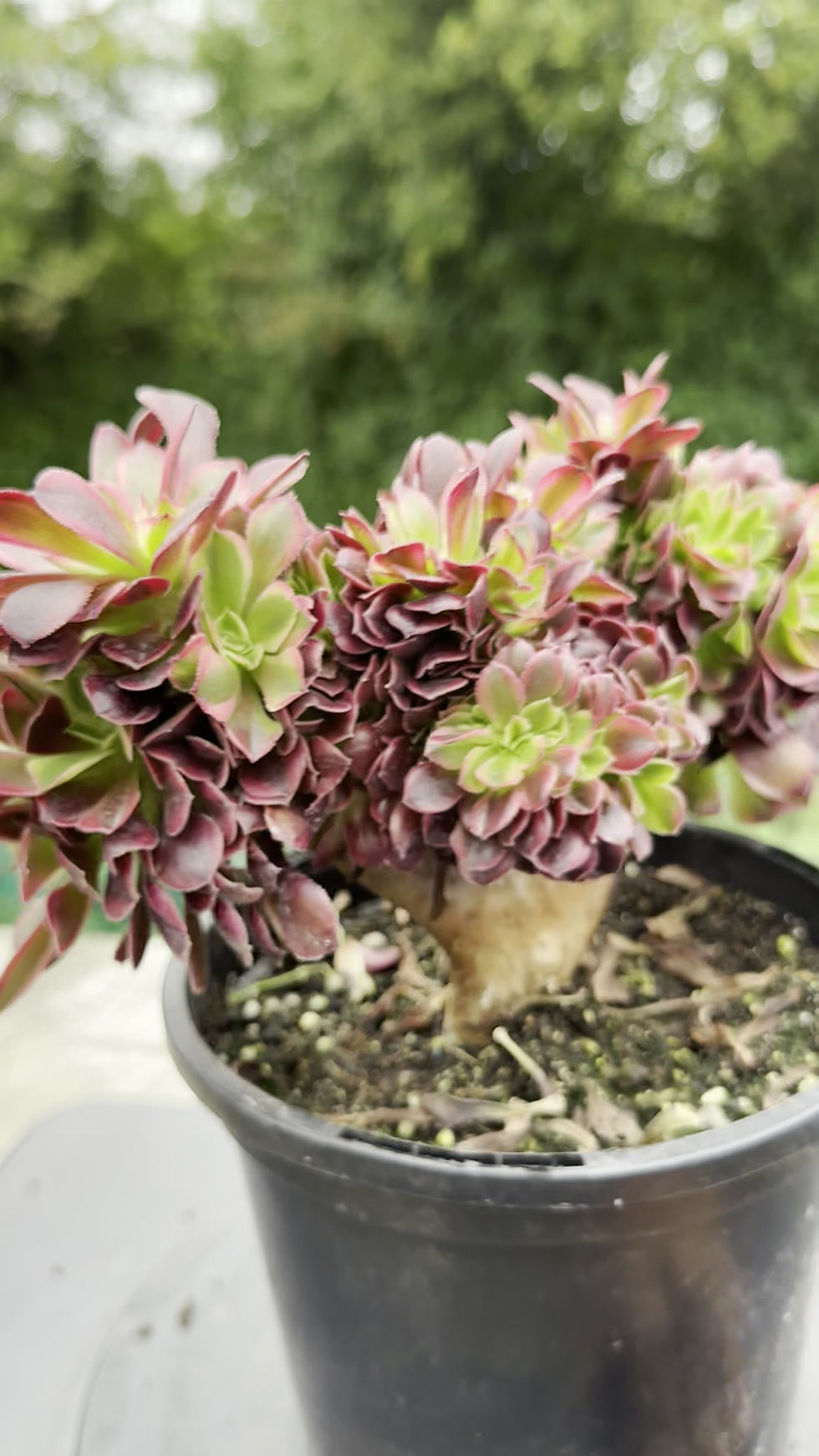 Thumbnail: AEONIUM-UNIQUE 59-MEDUSA VARIEGATED CRESTED