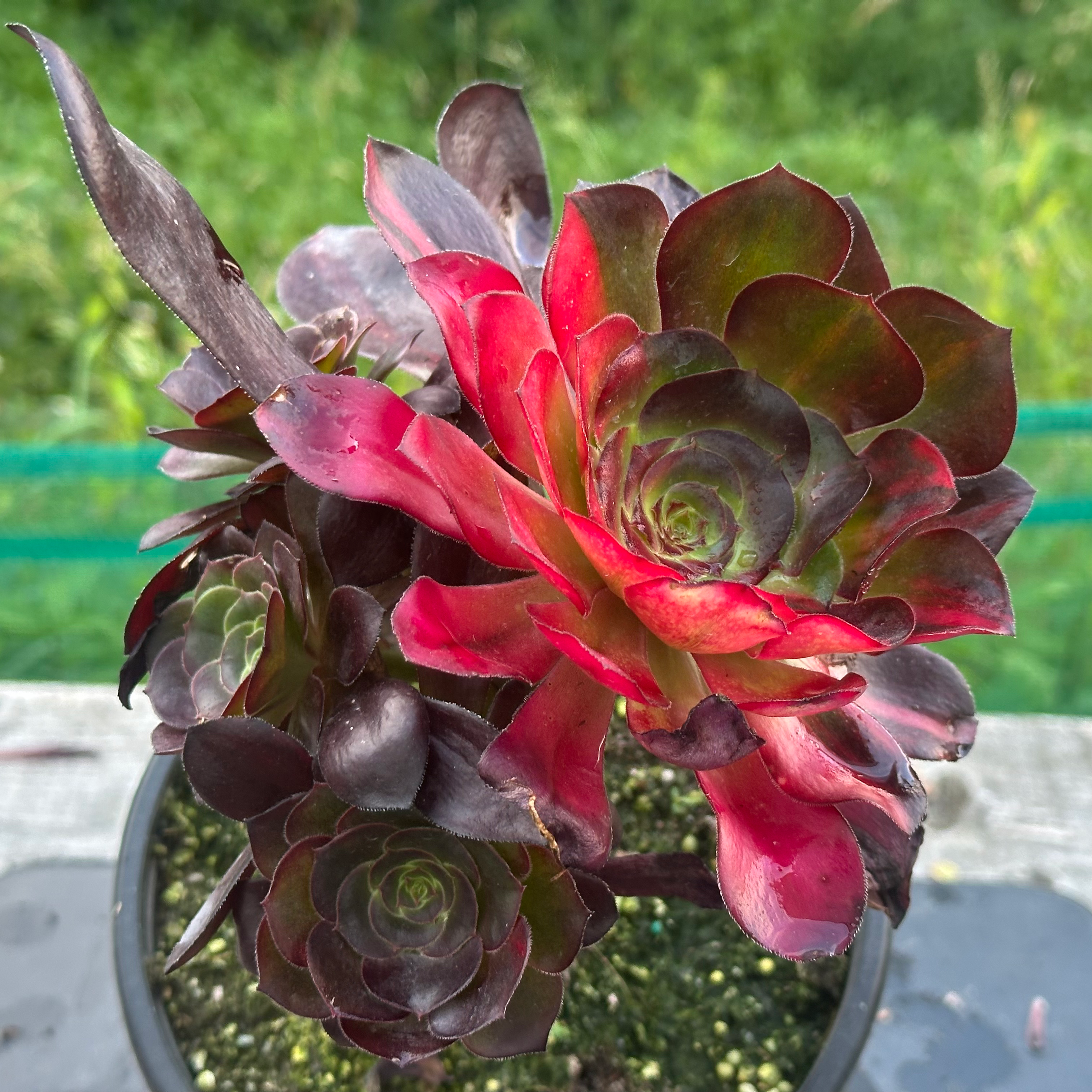 19 ON SALE-AEONIUM-UNIQUE 10-VOODOO RAINBOW VARIEGATED