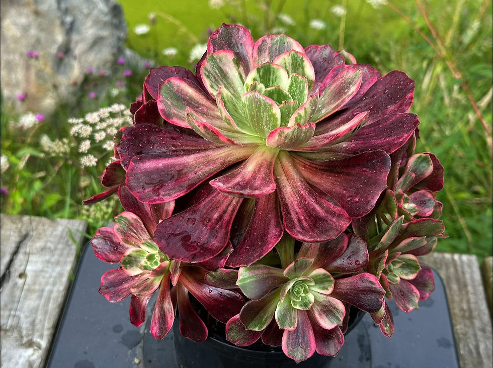 Thumbnail: AEONIUM-UNIQUE 17-AURORA VARIEGATED