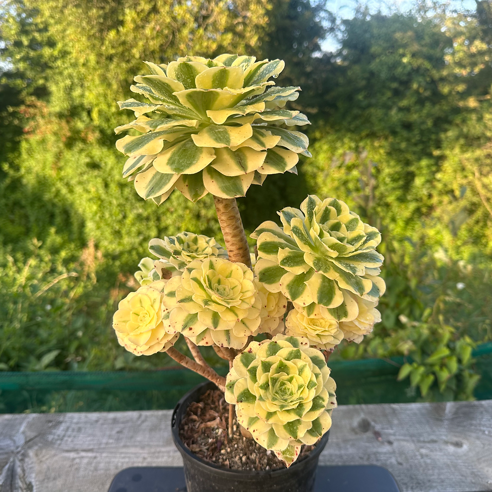 Thumbnail: AEONIUM-UNIQUE 6-GREEN AMBER VARIEGATED