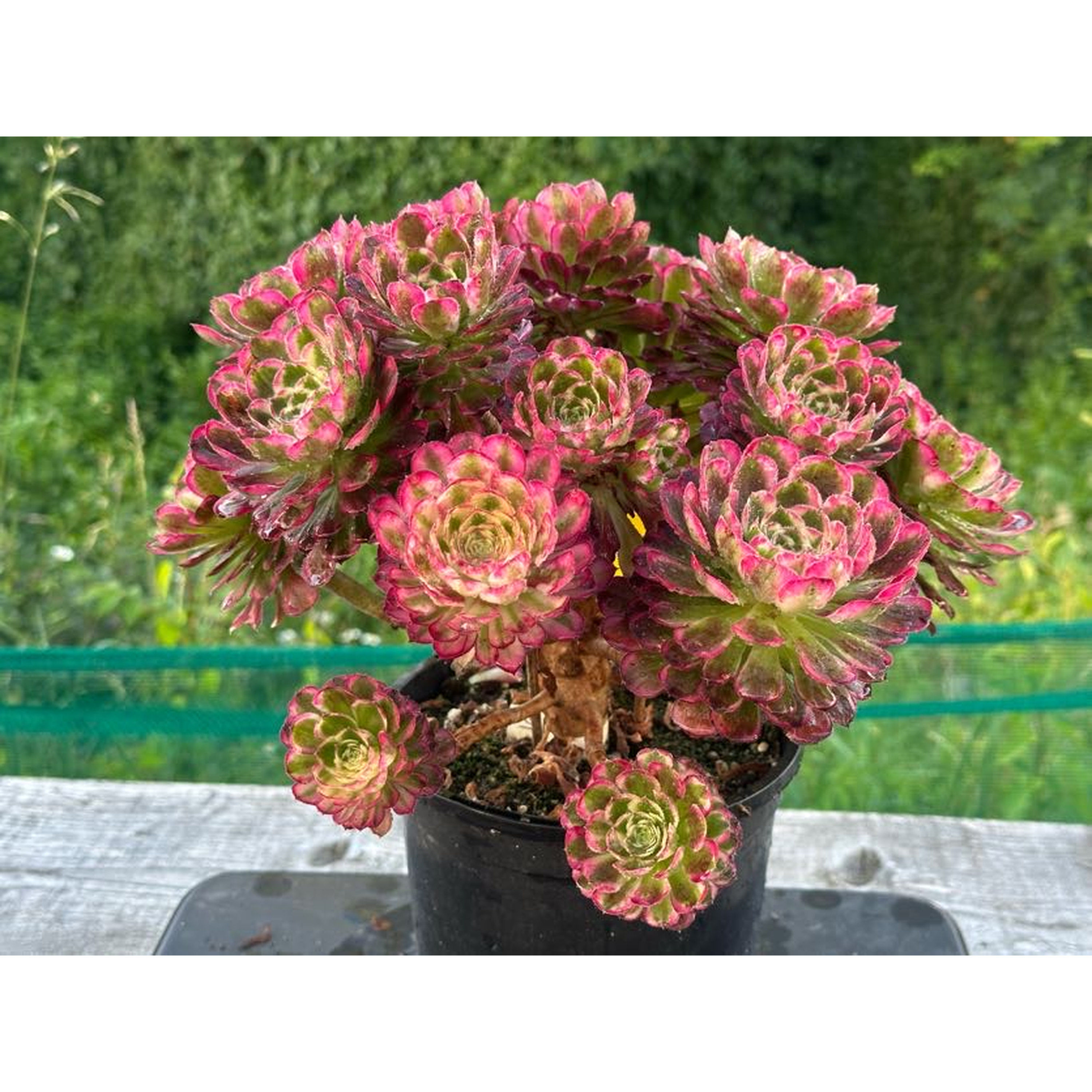18 ON SALE-AEONIUM-UNIQUE 3-GREEN MOONLIGHT VARIEGATED