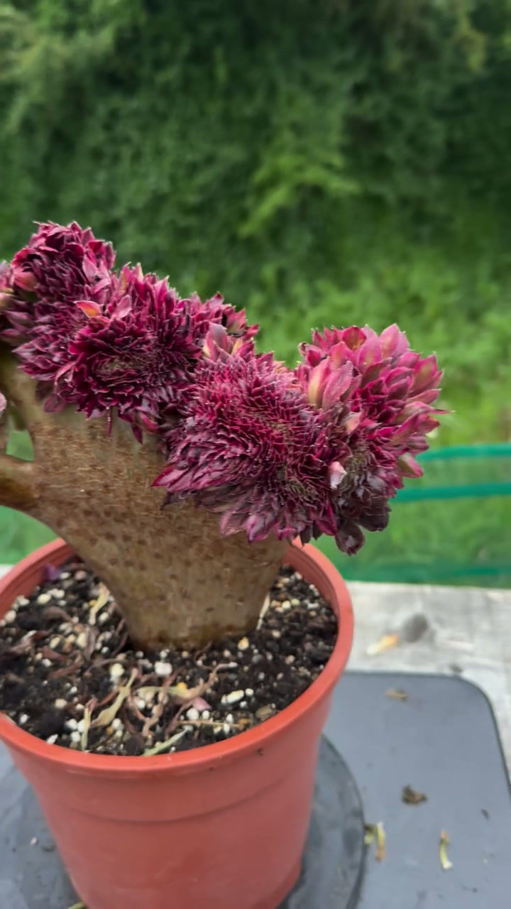 Thumbnail: AEONIUM-UNIQUE 20-MOONLIGHT VARIEGATED CRESTED