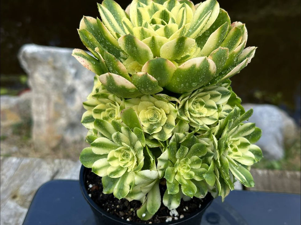 Thumbnail: AEONIMU-UNIQUE 3-SINYAI VARIEGATED