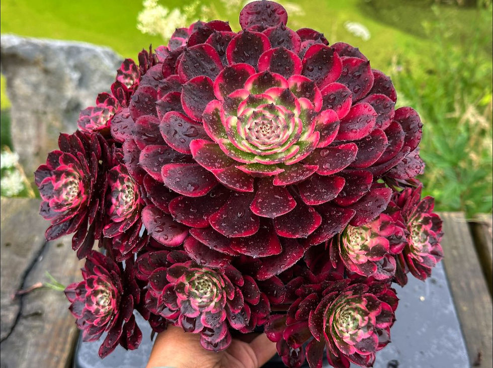 Thumbnail: AEONIUM-UNIQUE 12-RUBY VARIEGATED