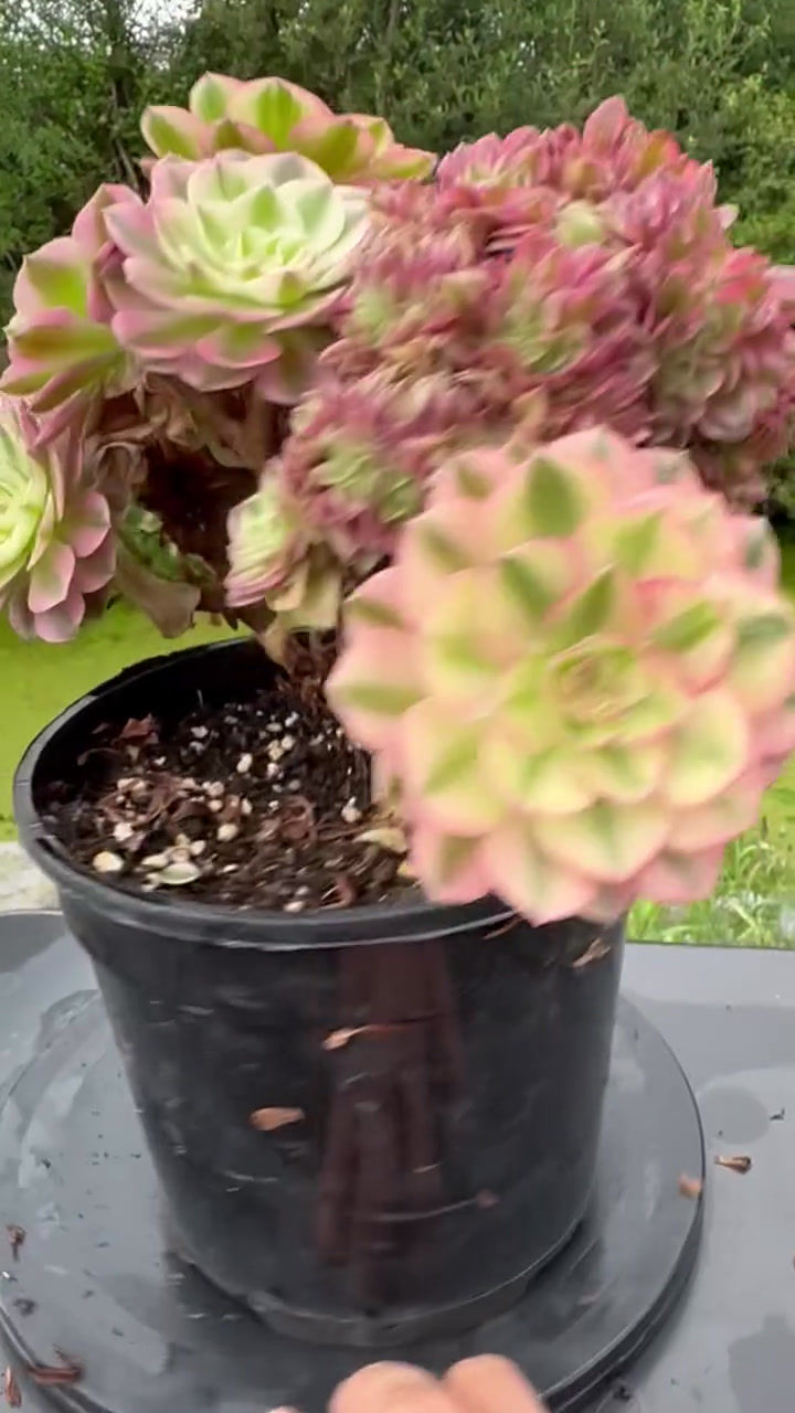 Thumbnail: AEONIUM-UNIQUE 11-HALLOWEEN WHITE VARIEGATED