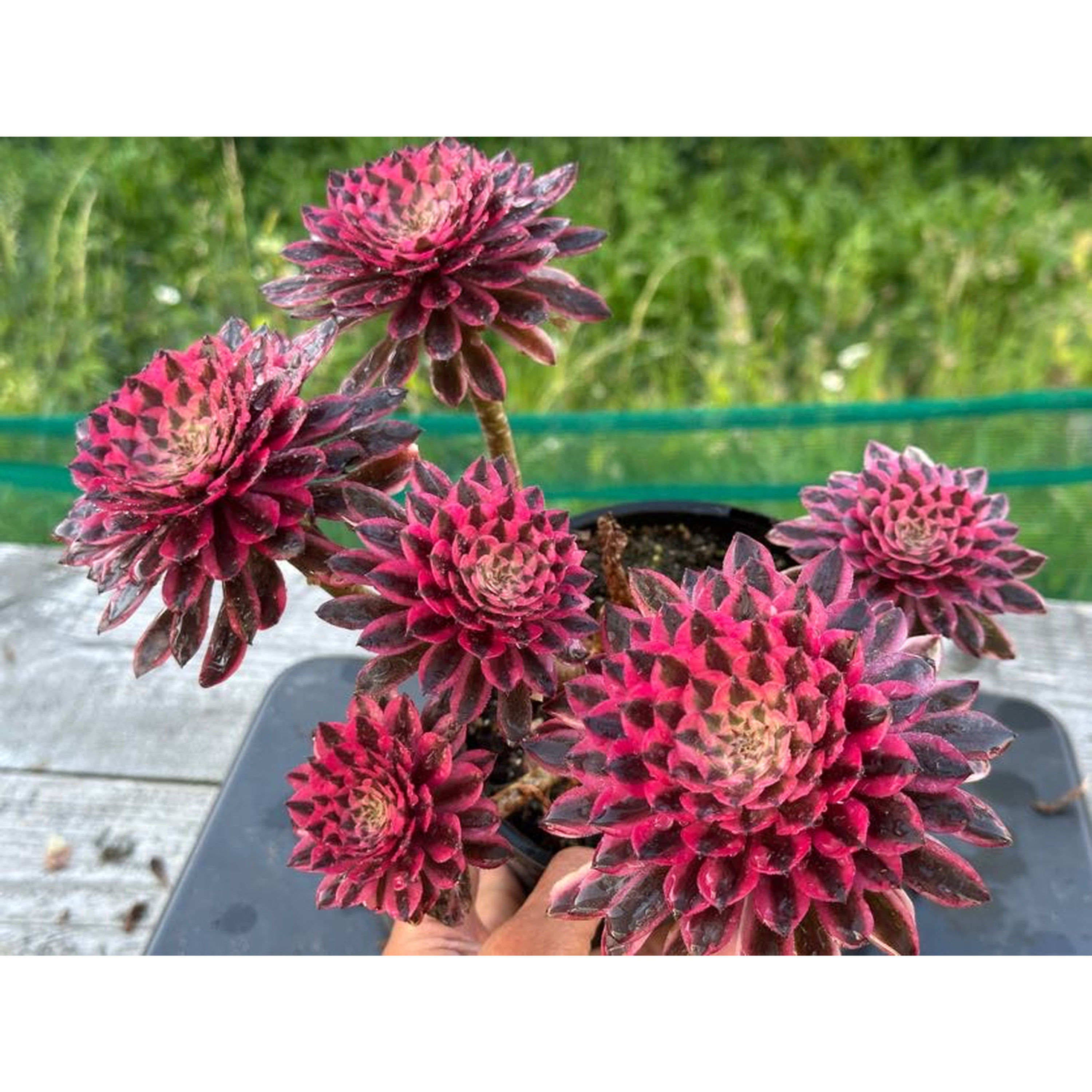 18 ON SALE-AEONIUM-UNIQUE 20-ZWARTKIN WHITE VARIEGATED