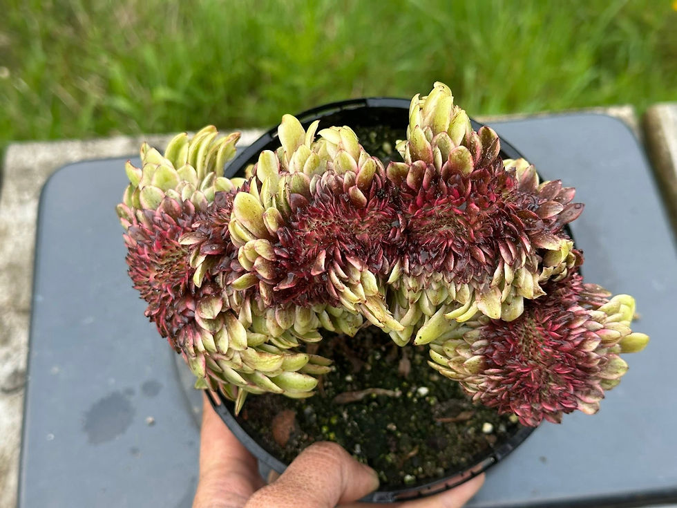 Thumbnail: AEONIUM-UNIQUE 9-OIL PAINTING GIRL VARIEGATED CRESTED