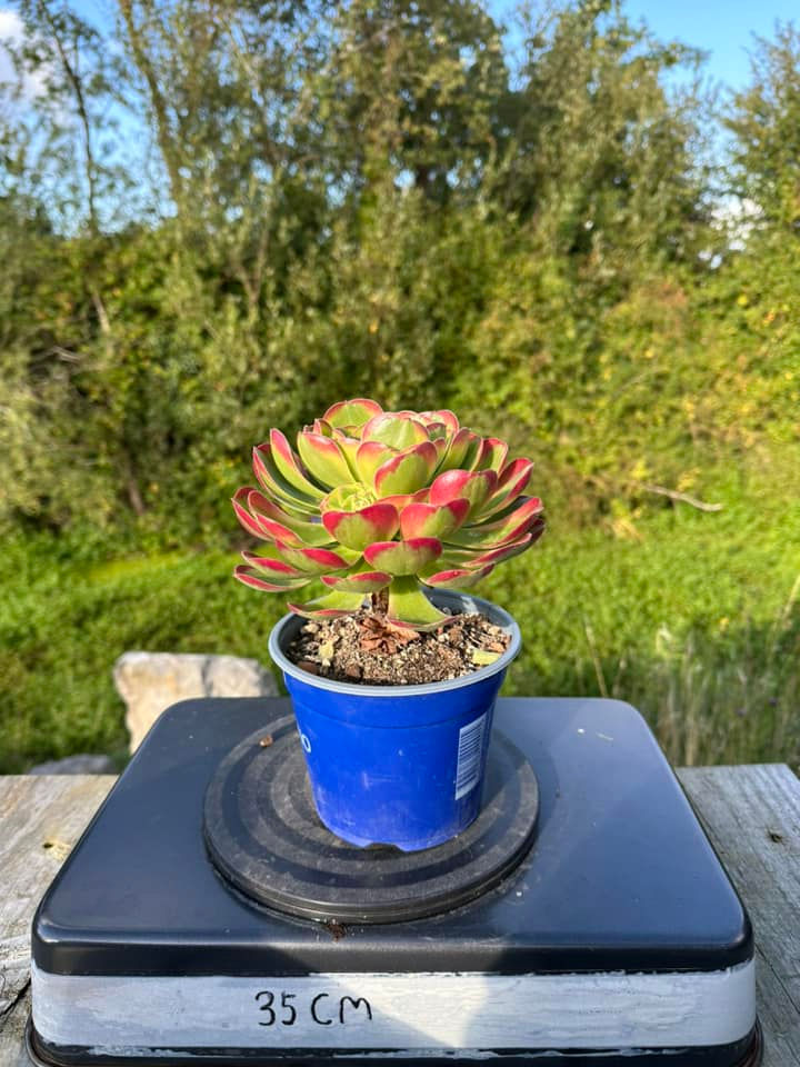 Thumbnail: AEONIUM-HALLOWEEN MILK WHITE VARIEGATED-S