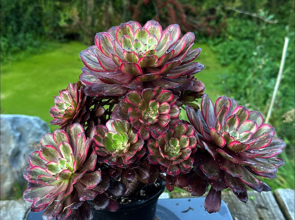 Thumbnail: AEONIUM-UNIQUE 1-PURPLE CLOUD VARIEGATED