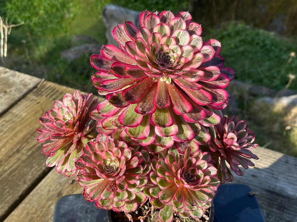 Thumbnail: AEONIUM-UNIQUE 19-MOONLIGHT VARIEGATED