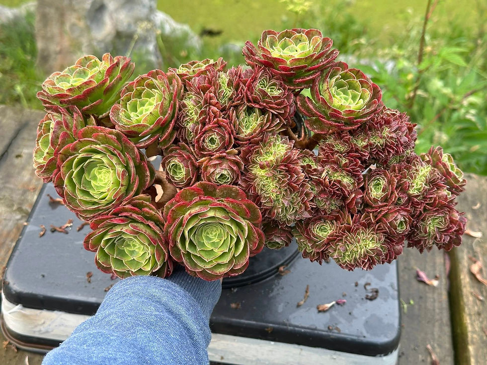Thumbnail: AEONIUM-UNIQUE 19-HALLOWEEN MILK WHITE VARIEGATED CRESTED