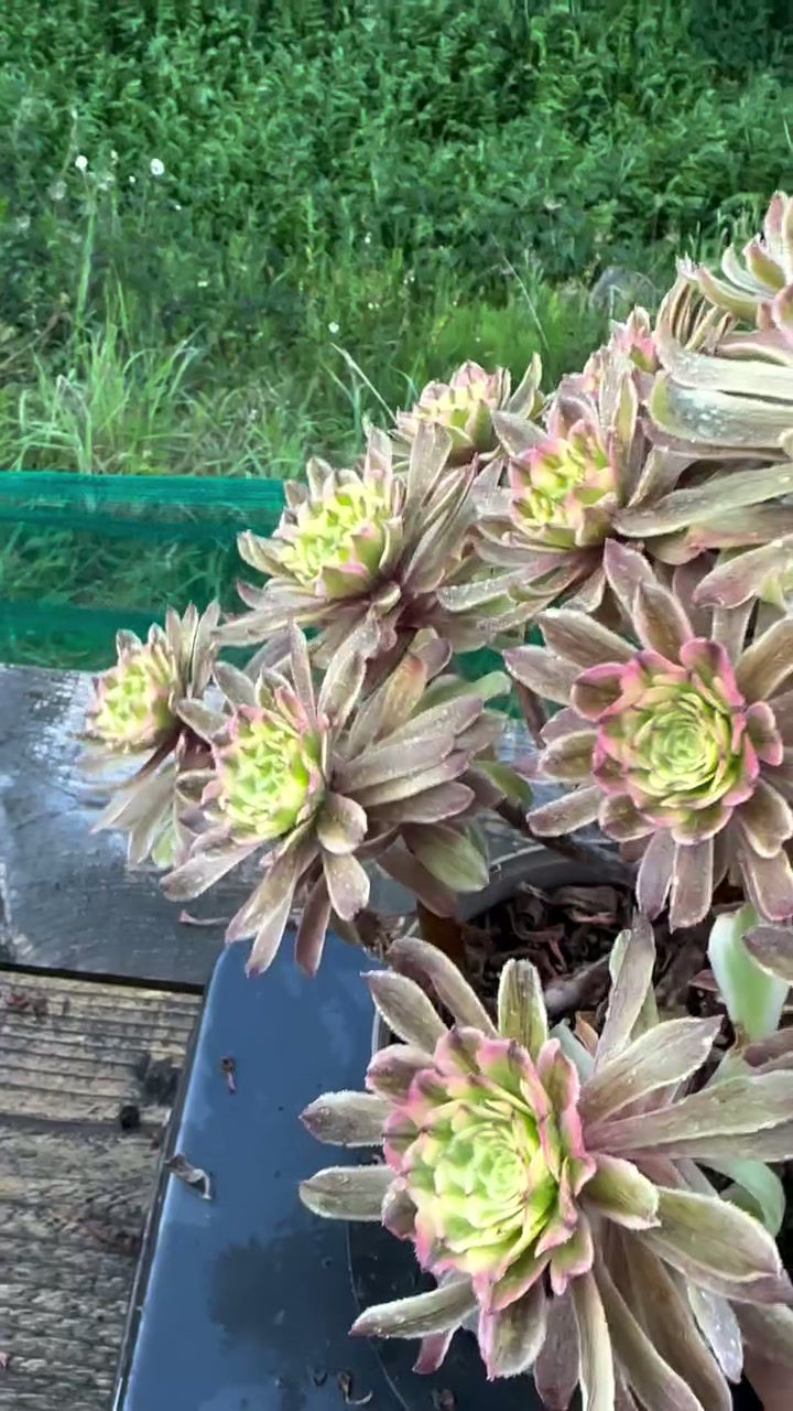 Thumbnail: AEONIUM-UNIQUE 11-CAESAR VARIEGATED (TSAR)