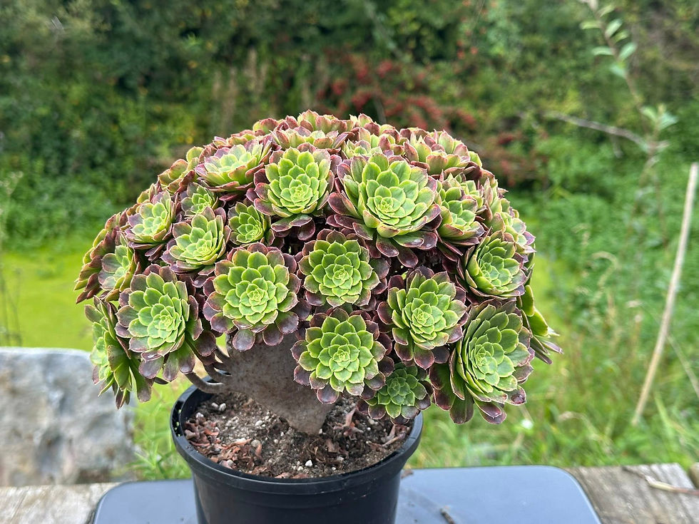 Thumbnail: AEONIUM-UNIQUE 17-FIESTA VARIEGATED CRESTED