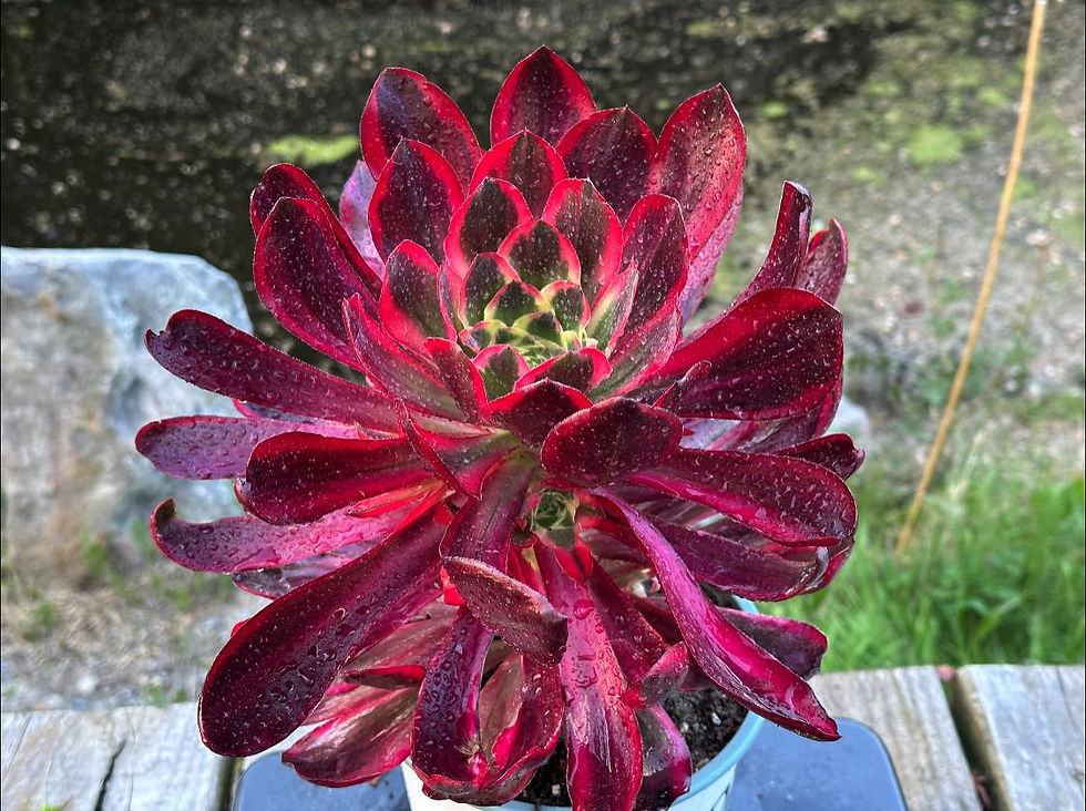 Thumbnail: AEONIUM-UNIQUE 7-VOODOO RED WITCH VARIEGATED