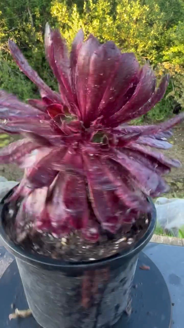 Thumbnail: AEONIUM-BLACK MAMBA VARIEGATED-S