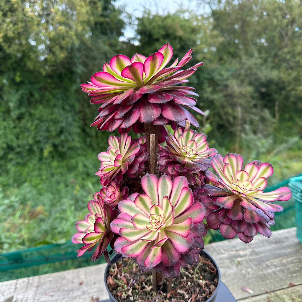 Thumbnail: AEONIUM-UNIQUE 10-PURPLE KINGKONG VARIEGATED
