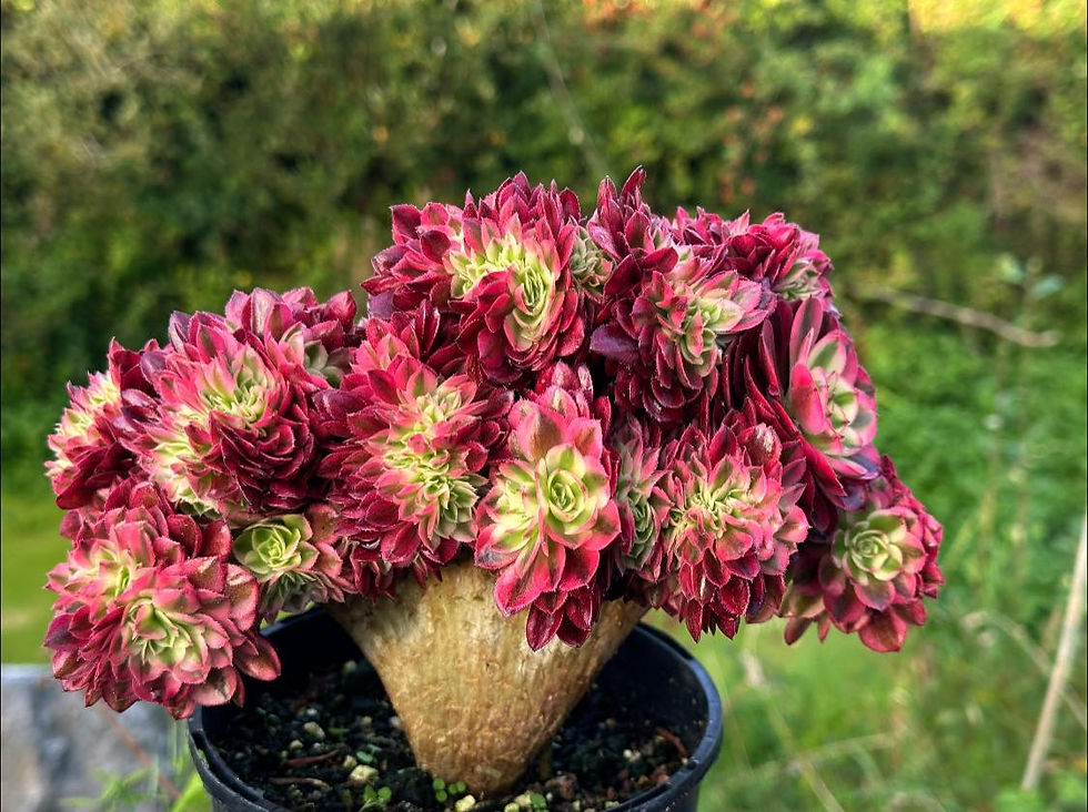 Thumbnail: AEONIUM-UNIQUE 54-QINGCHENG VARIEGATED CRESTED