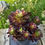 Thumbnail: AEONIUM-UNIQUE 9-SUNSET VARIEGATED